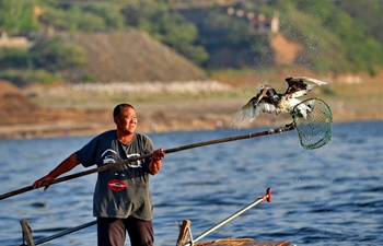 Chinese fisherman sticks to tradition of catching fish with ospreys