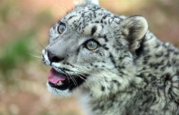 In pics: snow leopard cub seen in wildlife zoo in NW China