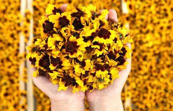 Chrysanthemum lifts villagers out of poverty in north China