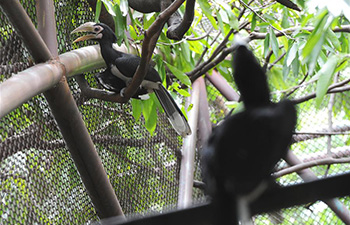 Two newborn oriental pied hornbills debut in Bangkok's zoo
