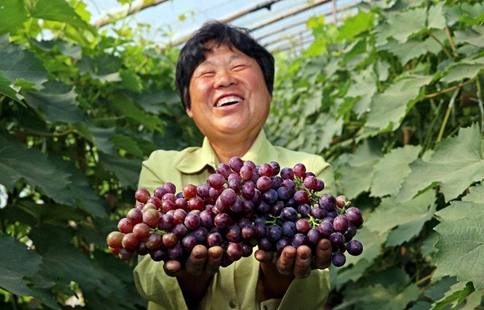 Grapes harvest in north China's villge