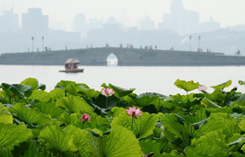 Lotuses blossom in West Lake in Hangzhou, E China