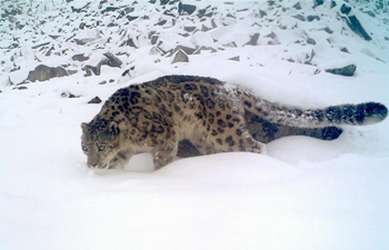 Snow leopards seen in SW China's Sichuan
