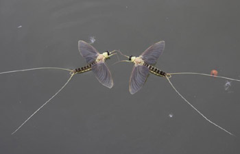 Long-tailed mayflies seen in Tiszakurt, Hungary