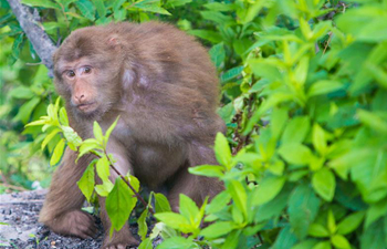 Monkeys seen at Jiuhua Mountain resort in E China