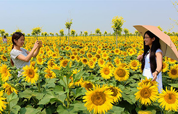 Sunflowers attract many tourists to N China's Hengshui City