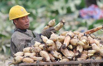 Farmers harvest lotus roots in central China