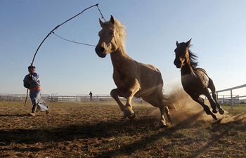 Herdsmen in Inner Mongolia preparing for tourism peak