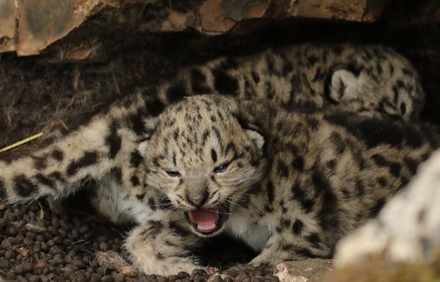 Snow leopard cubs spotted at headwater region of Yangtze in NW China
