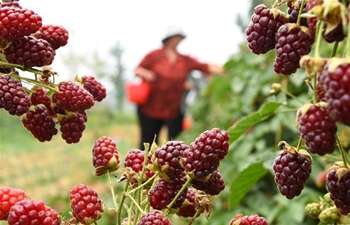 Raspberries, blueberries harvested in east China's Shandong
