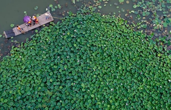 In pics: view of lotus pond in E China