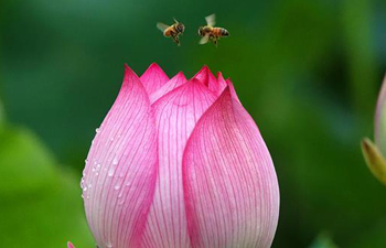 Bees fly among lotus flowers at Cuiping lake in north China's Tianjin