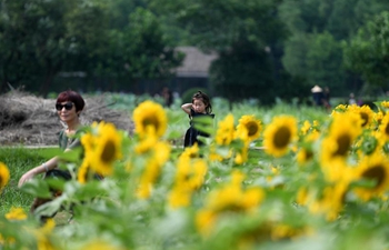 View of sunflower field in E China's Hangzhou