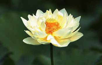 Lotus flower festival held in N China's Hebei