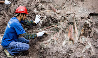 Dinosaur fossil site found in SW China