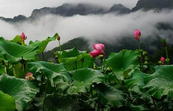 Lotus flowers blossom at village in China's Guangxi