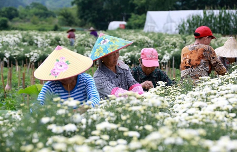 Chrysanthemum harvest season comes in E China's village