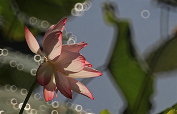 In pics: blossoming lotus across China