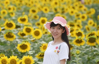 Sunflowers displayed at Olympic Forest Park in Beijing