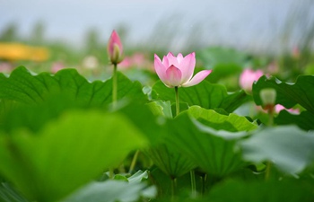 In pics: Sea of lotuses in central China's Henan