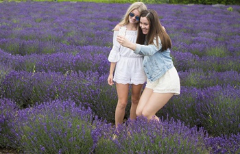 Lavender Festival kicks off in Canada