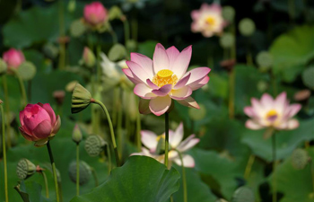 Lotus flowers blossom at Echo Park in Los Angeles