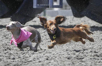 Annual Wiener Dog Race held in Vancouver, Canada