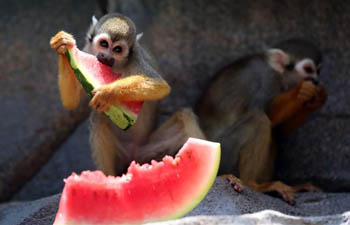 Monkeys enjoy cool mist, watermelon at Quanzhou Wildlife Zoo in Fujian