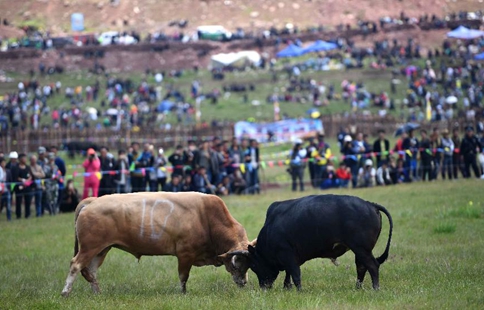People enjoy bull fights during Torch Festival in SW China