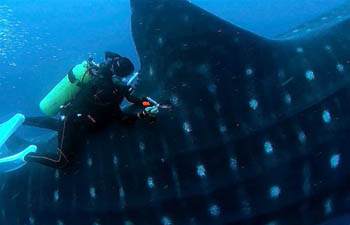 Study on whale shark carried out in Darwin Island, Ecuador