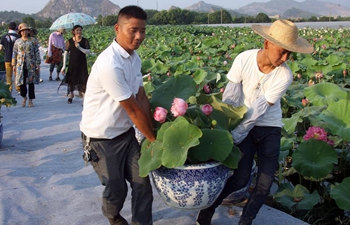 Farmers in E China benefit from cultivating ornamental lotuses