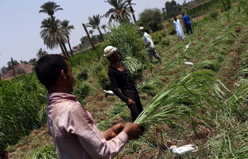 Feature: medicinal herb farming flourishes amid Egypt's ailing economy
