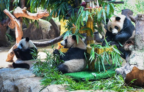 Triplet giant pandas celebrate 3rd birthday in S China's Guangzhou