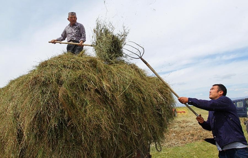 Herdsmen busy with cropping grass throughout Barkol grassland in Xinjiang