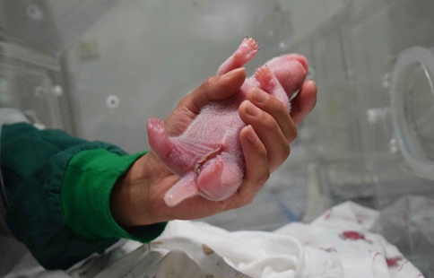 World's first panda cub born to captive and wild parents