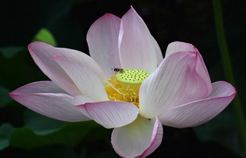 Enjoy blooming lotus flowers across China