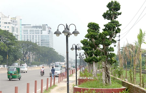 Bangladesh imports scores of bonsai ficus trees from China