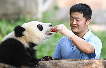 In pics: "dad of pandas" in SW China's Chongqing Zoo