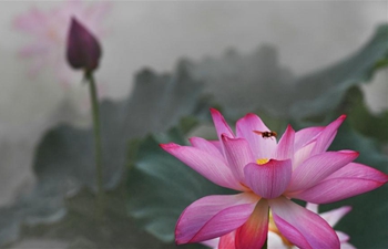 In pics: lotus flowers amid morning mist in E China