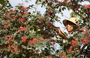 Farmers busy with picking Sichuan peppers as harvest season begins