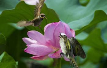 Birds dance with lotus flowers in E China