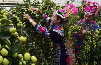 2017 Yongren jujube cultural tourism festival held in SW China