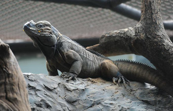 2 male rhinoceros iguanas exhibited in Bangkok's Dusit Zoo