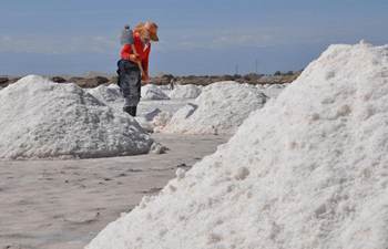 Workers harvest crude salt in NW China
