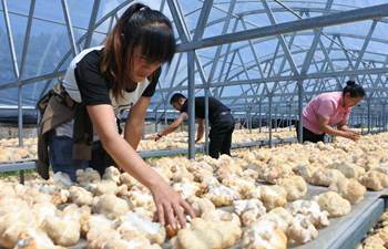 NE China seeing fast development of edible fungus industry