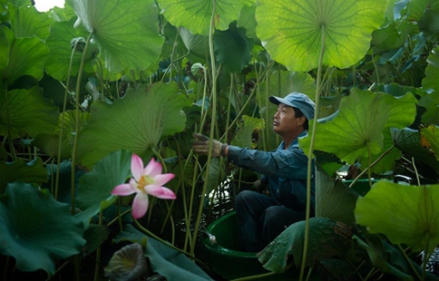 Boatmen harvest lotus pods in West Lake of Hangzhou City