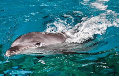 Bottlenose dolphins transported to ocean kingdom in Harbin