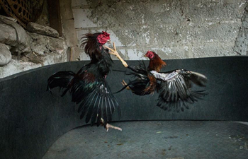 In pics: cock fighting in Jakarta, Indonesia