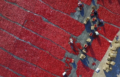Villagers dry tomatoes under the sun in China's Xinjiang