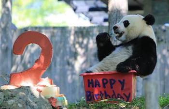 Giant panda Beibei celebrates 2-year-old birthday in U.S.